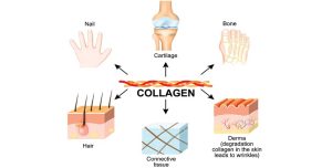 کلاژن چه قوایدی برای بدن دارد در این تصویر نشان داده است